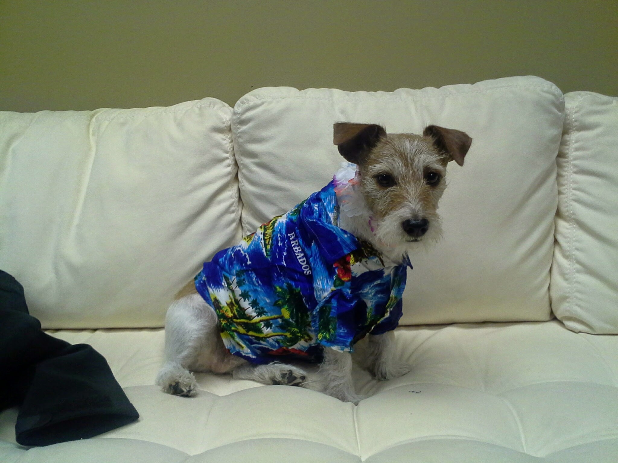 Ready to go to Hawaii