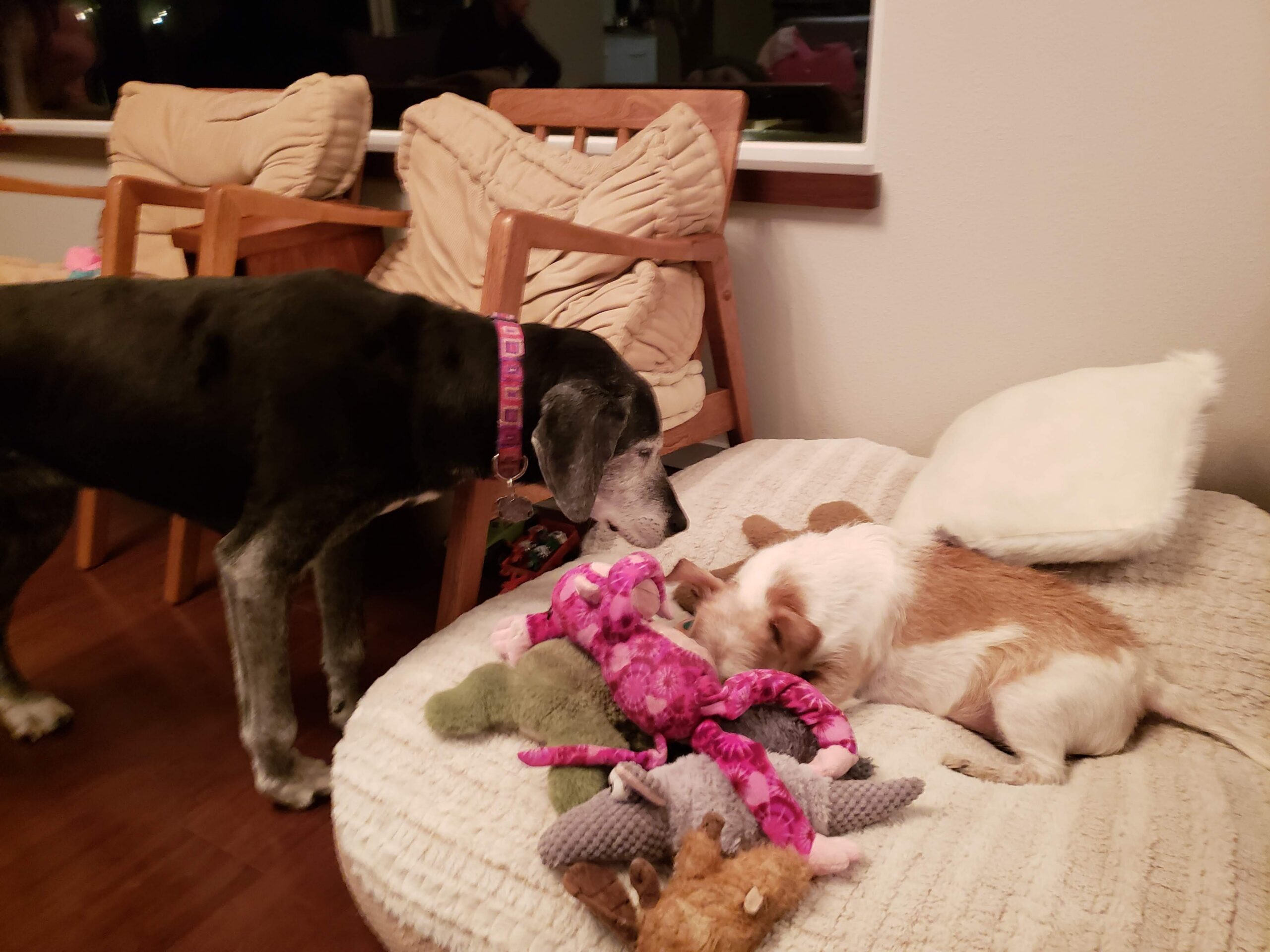 Thank you for sharing your bed and your toys with me Lilly