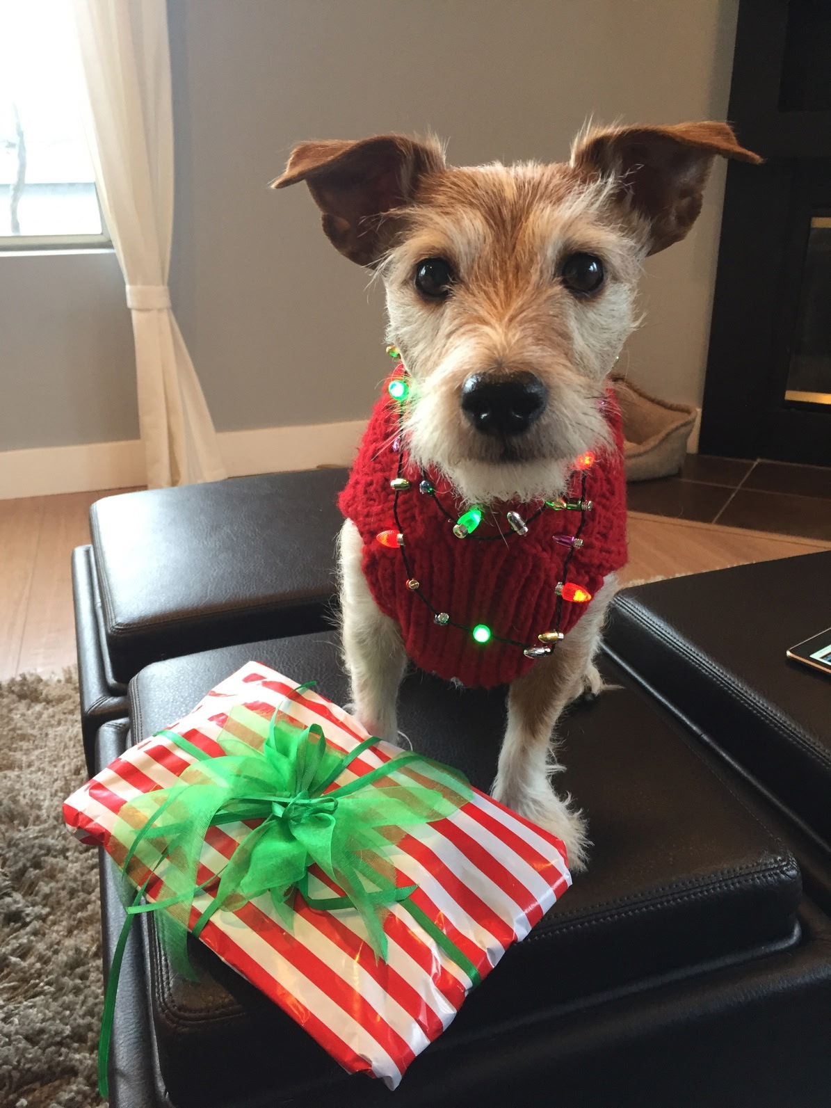 I am not a Christmas ornament