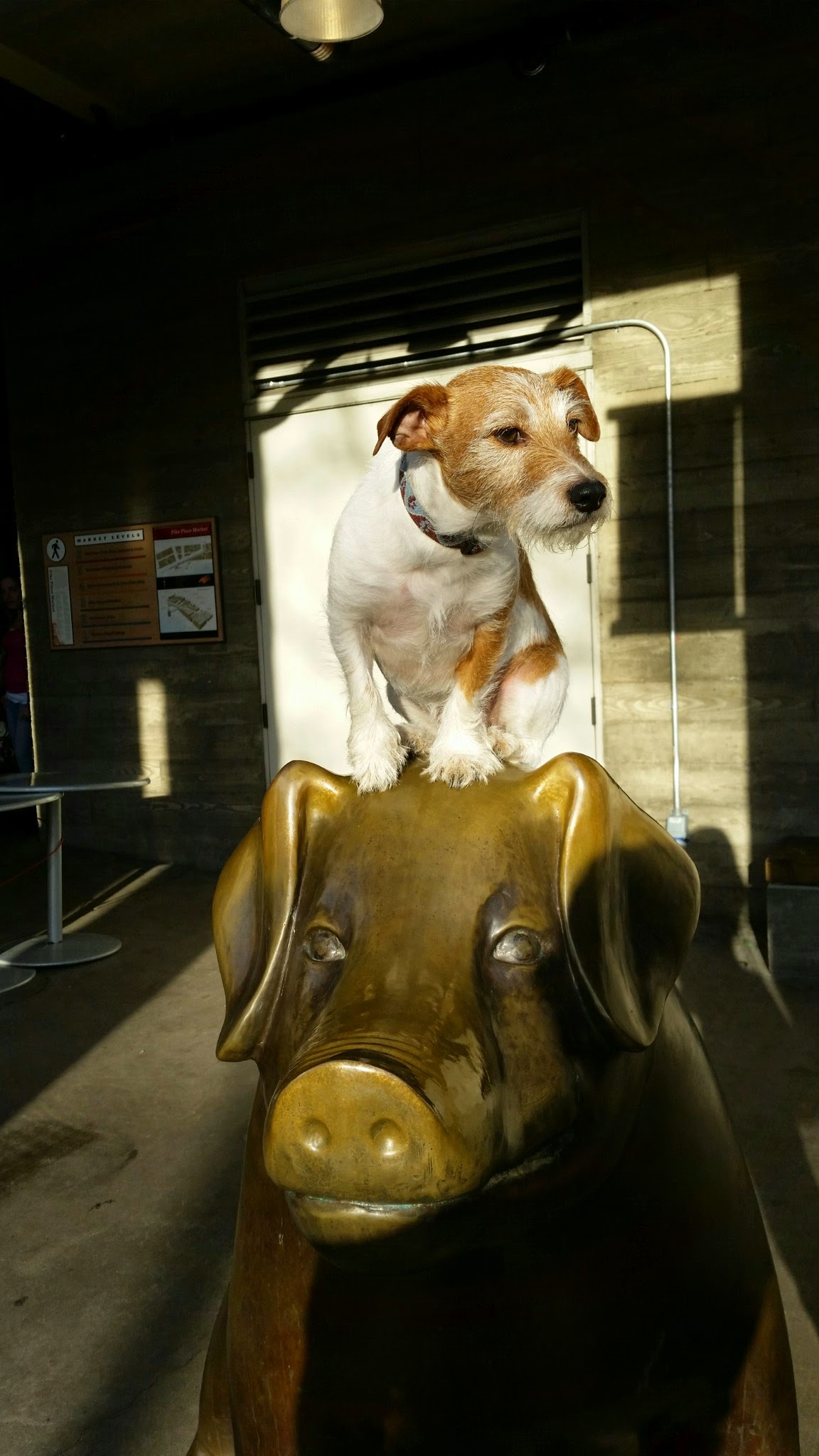 Me on top of a pig makes no sense