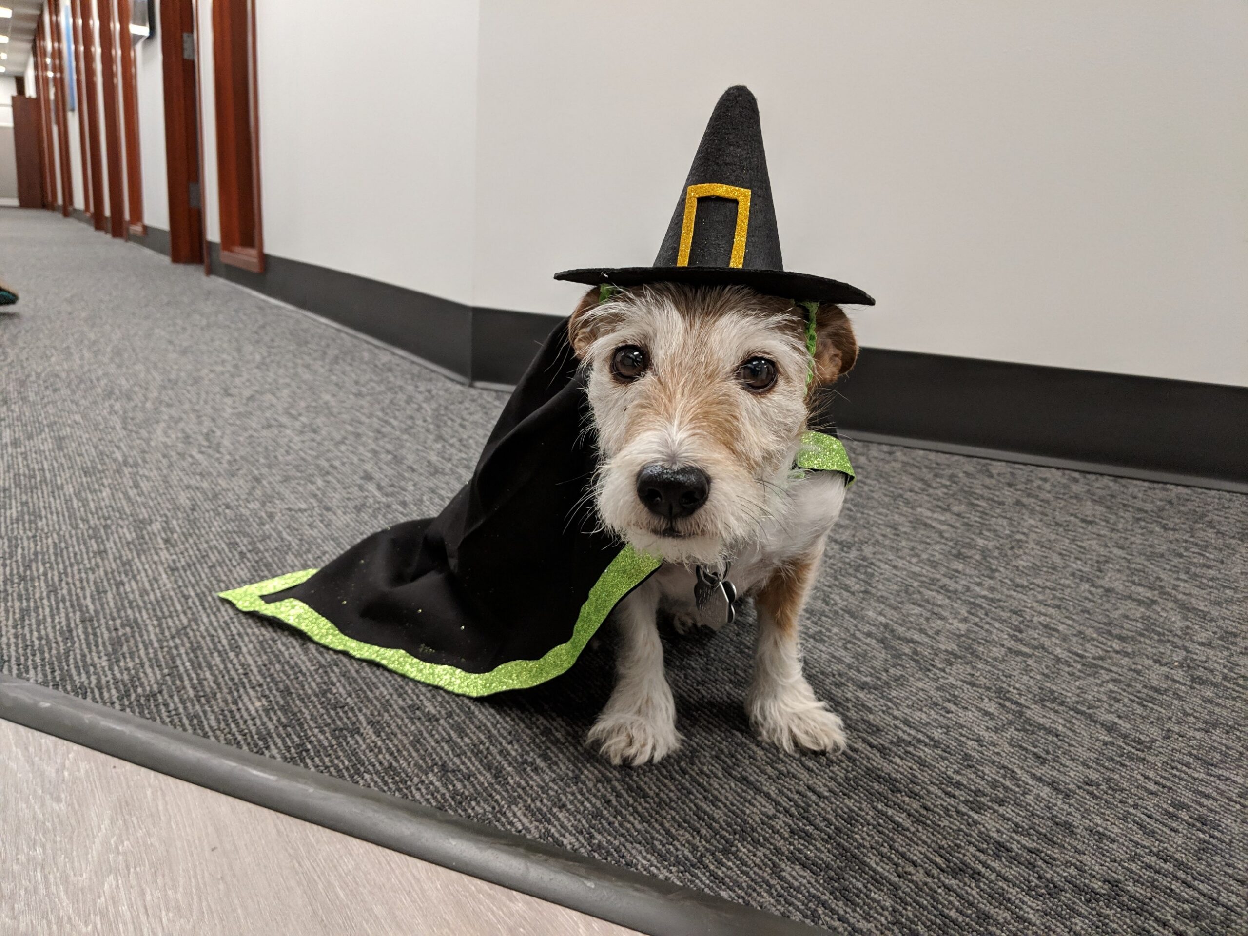 How much do I love Halloween