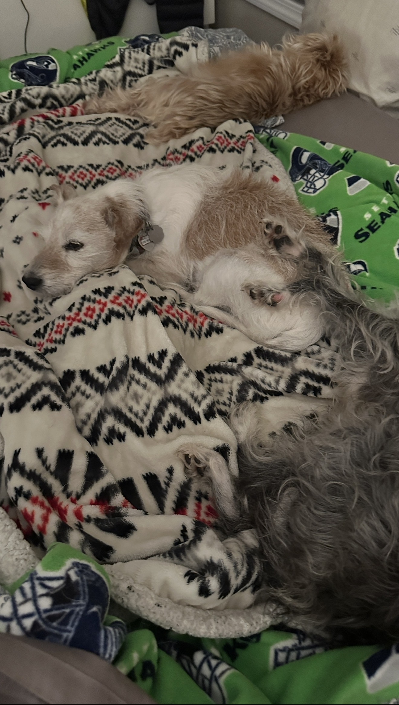 Just my cousins, Scruffy and Boba. Power nap time.